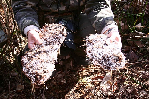 2007年冬湖北神农架野人目击事件