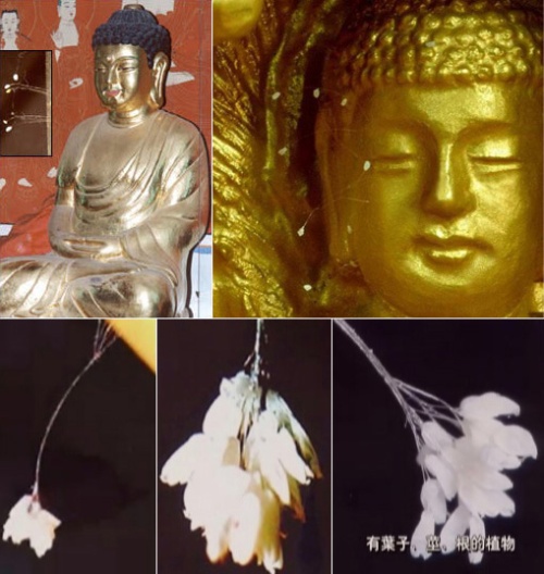 传说中3千年一开的优昙婆罗花优昙陀罗花